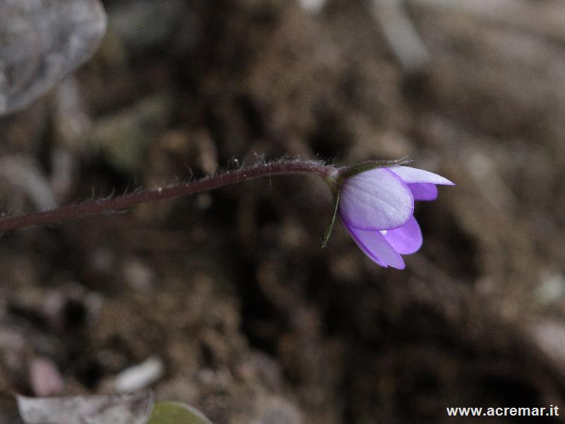 Geranium robertianum, Hepatica nobilis e Iberis sp.